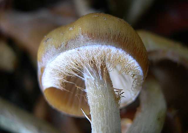 Galerina stylifera   (G.F. Atk.) A.H. Sm. & Singer